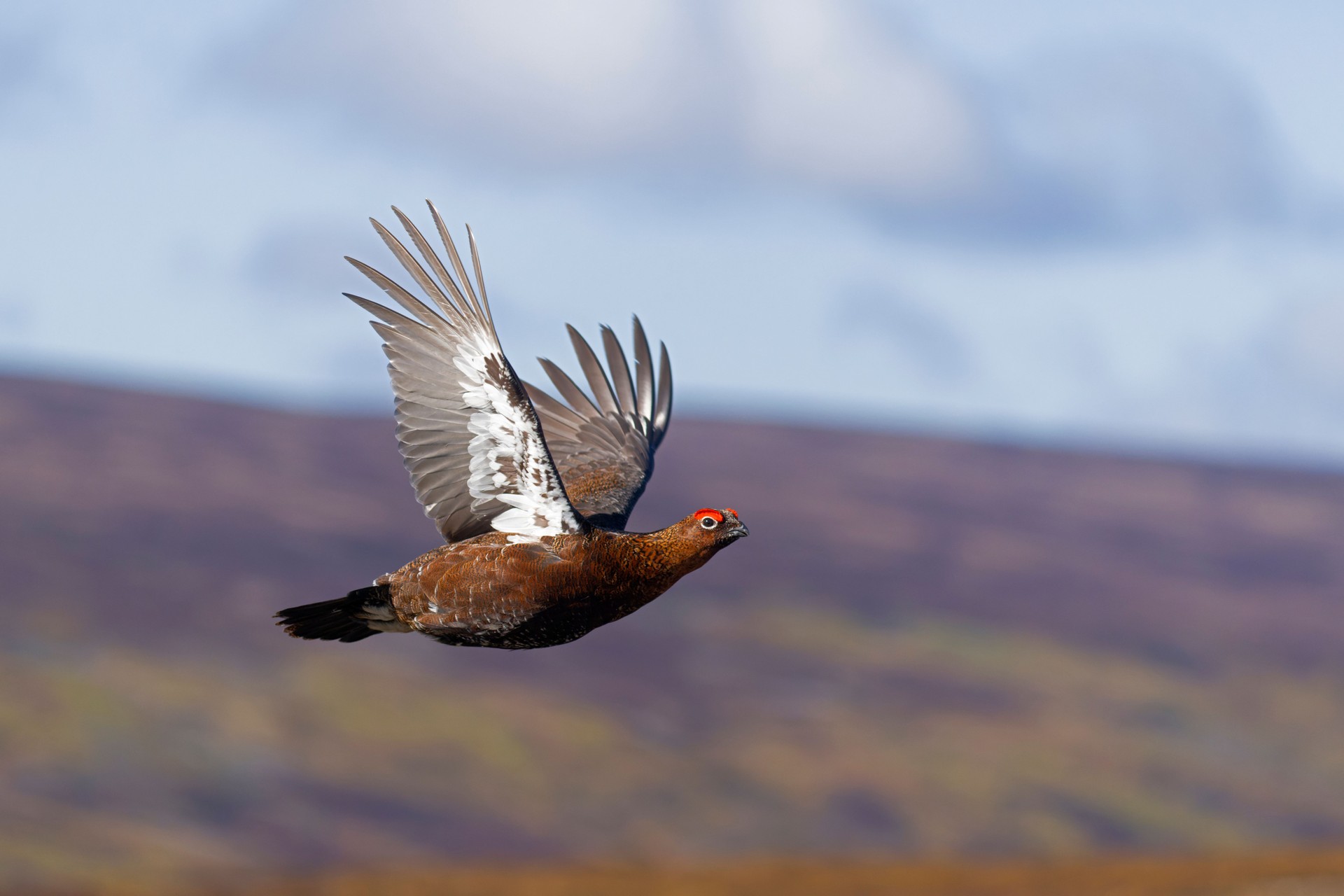 Red grouse, Lagopus lagopus,