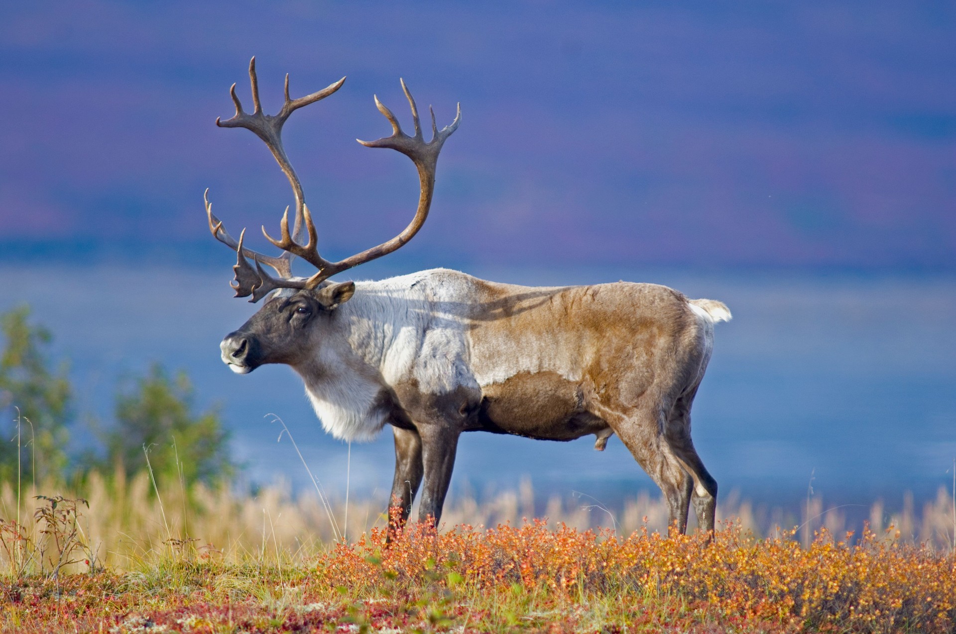 Male Caribou Grazing on Toklat River Basin