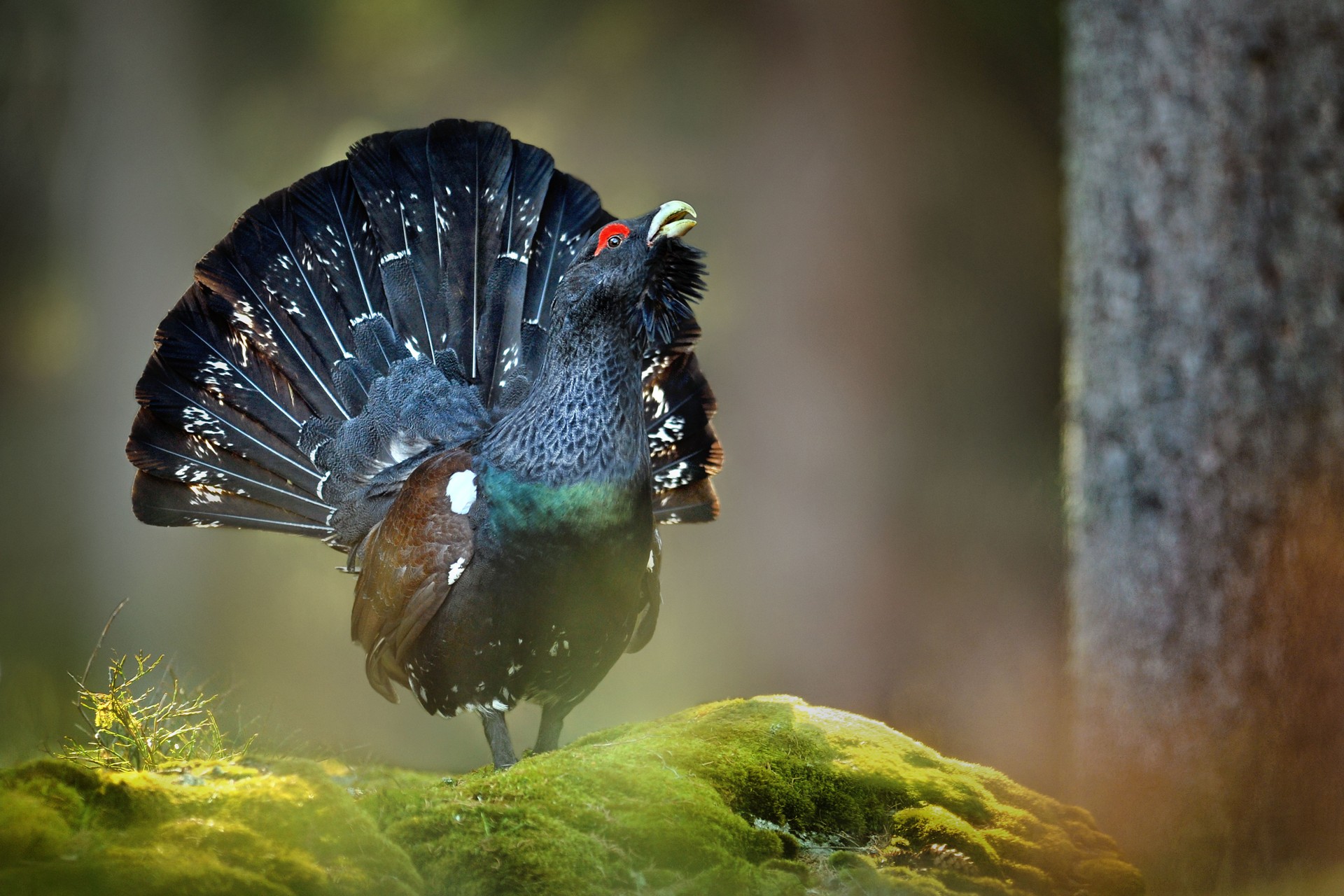 Tetrao urogallus in deep forest