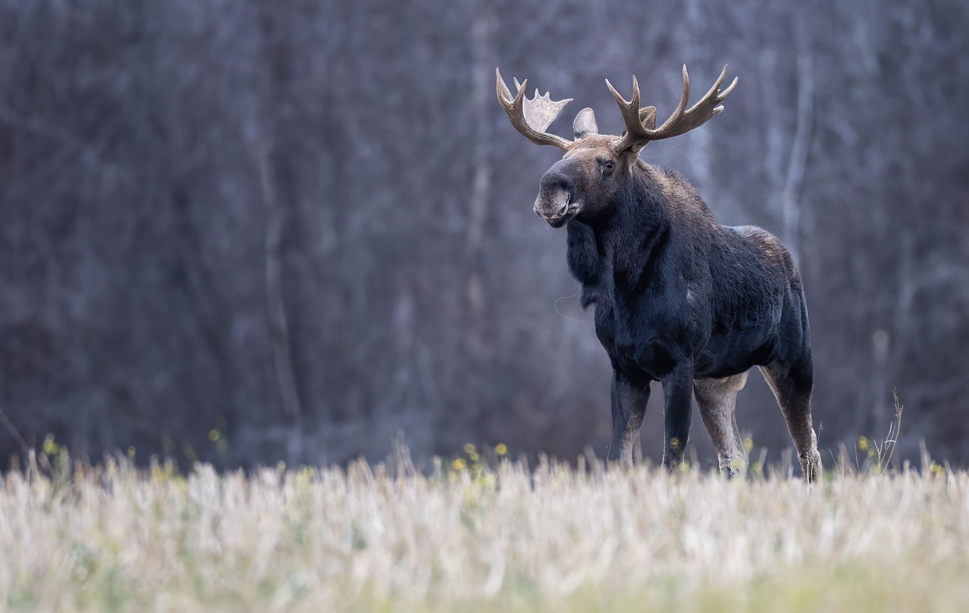 A bull moose atop a ridge