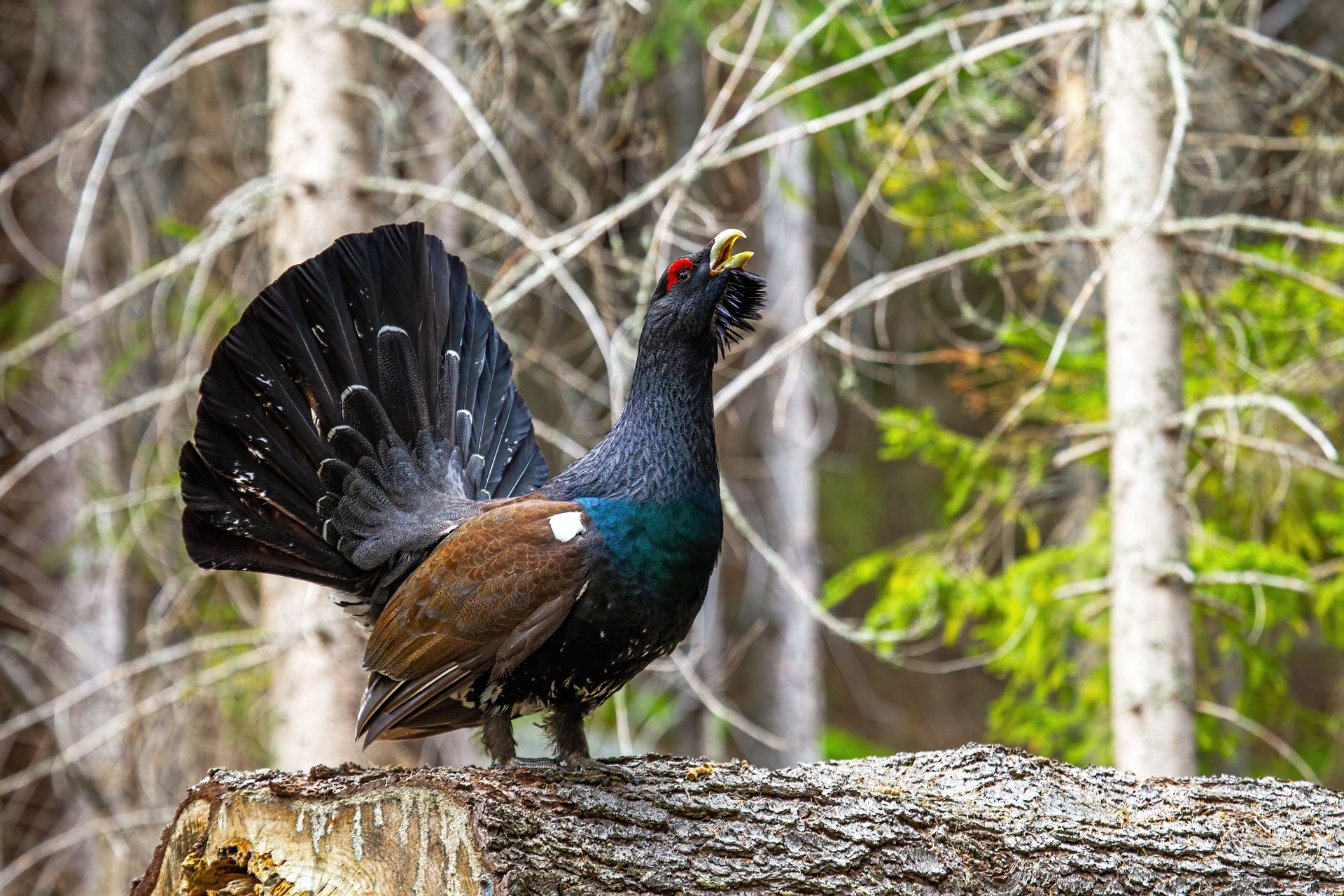 Dominant western capercaillie lekking on the fallen tree trunk