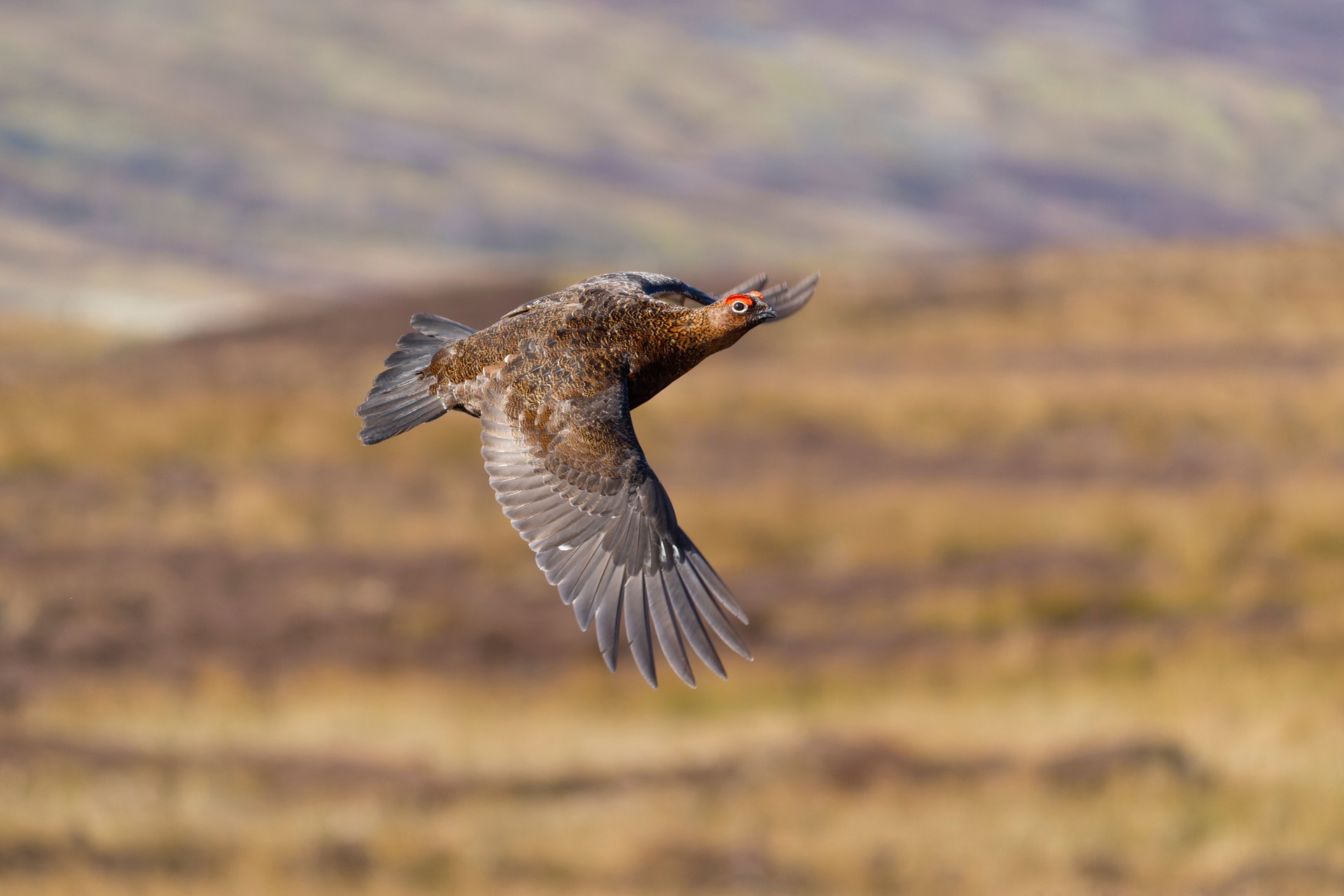 Red grouse, Lagopus lagopus,