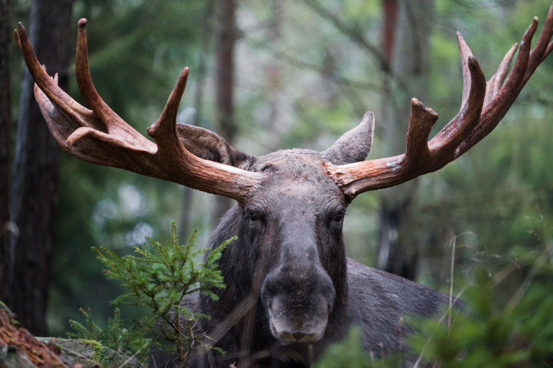 Moose bull with big antlers close up in forest.